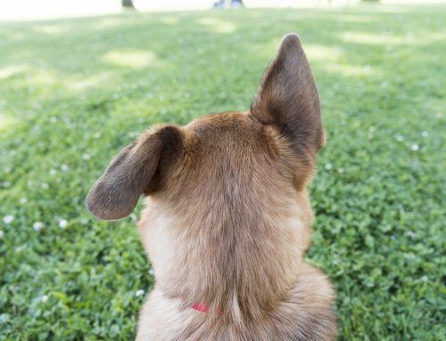 Helping Your Deaf Dog Live an Excellent Life